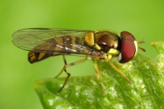 Mosca sírfide Allographa obliqua (Foto: Chris Mallory)