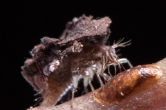 Crisopa carga-basura Ceraeochrysa sp (Foto: Alan Roy Bahamonde)