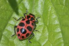 Catarinita rosada Coleomegilla maculata (Foto: Keith Roragen)