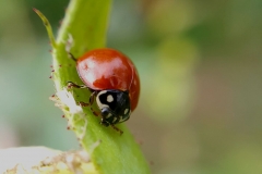 Catarinita roja Cycloneda sanguinea (Foto: Soledad Quipildor)