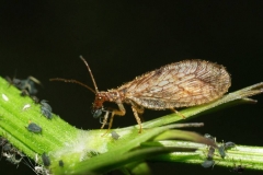 Crisopa café Hemerobius sp (Foto: Evgeny Spirin)