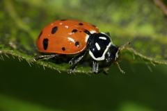 Catarninita anaranjada Hippodamia convergens (Foto: Gustavo Fernando Durán)