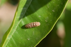 Larva de sírfido (Foto: A. Tena)