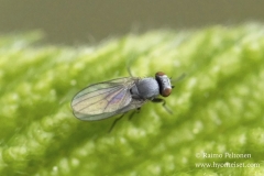 Adulto de Leucopis sp. (Foto: Raimo Peltonen)