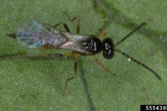 Avispita Lysiphlebus testaceipes (Foto: David Cappaert, Bugwood.org)