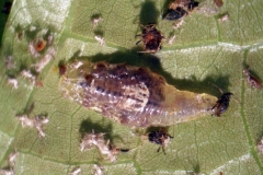 Larva de mosca sírfide Ocyptamus sp. (Foto: Pedro Saúl Castillo Carrillo)