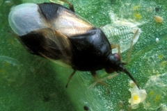 Chince pirata Orius insidiosus (Foto: USDA)