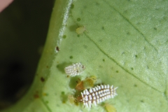 Larva de catarinita café devorando pulgones Scymnus sp (Foto de A. Urbaneja)