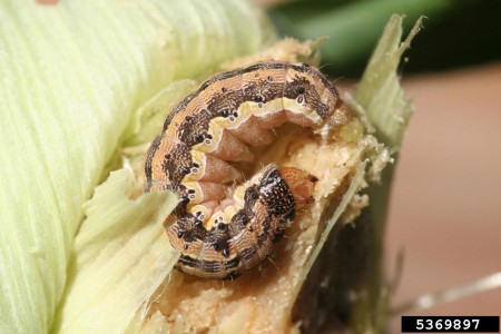 Larva de gusano elotero o del fruto (Whitney Cranshaw, Colorado State University, Bugwood.org)