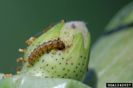 Gusano elotero, bellotero, del fruto o de la cápsula (<em>Heliothis zea</em>) - Larva de gusano de la cápsula  /  Créditos: Russ Ottens, University of Georgia, Bugwood.org