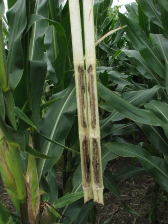 Pudrición por antracnosis (<em>Colletotrichum graminicola</em>) - Daño en tallos de maíz