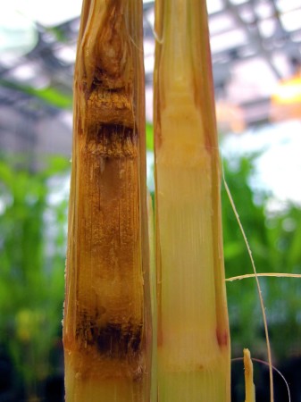 Pudrición del tallo por Fusarium (Fusarium sp) - Tallo de maíz enfermo (izquierda) y tallo sano (derecha)  /  Créditos: Eric Schmelz, courtesy U.S. Department of Agriculture