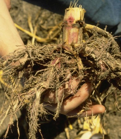 Pudrición del tallo por Fusarium (Fusarium sp) - Síntomas en raíz de maíz  /  Créditos: William M. Brown Jr., Bugwood.org