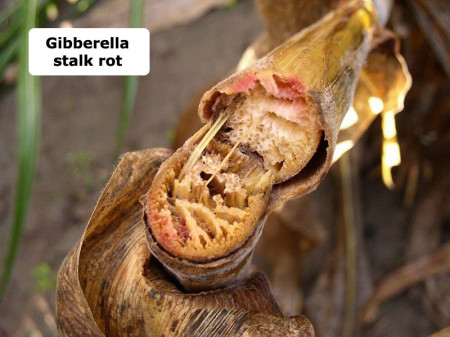 Pudrición del tallo por Giberela (<em>Gibberella zeae</em>) - Daño en tallo de maíz