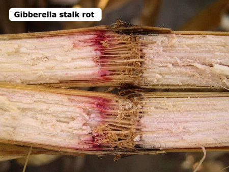 Pudrición del tallo por Giberela (<em>Gibberella zeae</em>) - Coloración en tallo de maíz