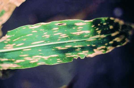 Tizón de la hoja (<em>Helminthosporium maydis</em>) - Síntomas en hoja de maíz