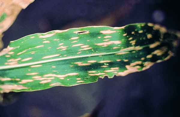 Helminthosporium maydis taxonómia