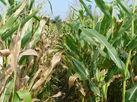 Tizón de la hoja (Helminthosporium turcicum) - Daño en plantas de maíz