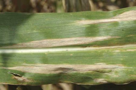 Tizón de la hoja (<em>Helminthosporium turcicum</em>) - Síntomas en hoja de maíz
