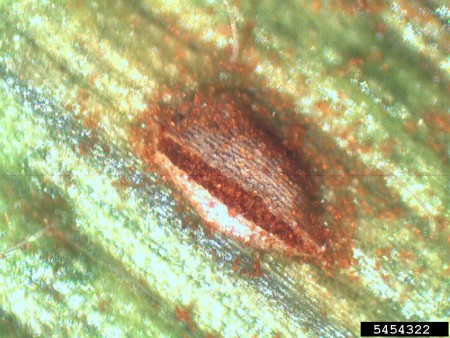 Roya o chahuixtle (<em>Puccinia polysora</em>) - Acercamiento de lesión en hoja de maíz  /  Créditos: Jason Brock, University of Georgia, Bugwood.org