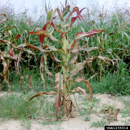 Achaparramiento en maíz (Clemson University - USDA Cooperative Extension Slide Series, Bugwood.org)