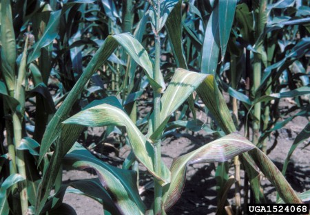 Achaparramiento (Spiroplasma kunkelii) - Síntomas en planta de maíz  /  Créditos: Department of Plant Pathology Archive, North Carolina State University, Bugwood.org