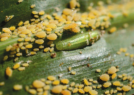 Pulgón amarillo del sorgo (<em>Melanaphis sacchari</em>) - Larva de mosca sirfide depredando pulgones amarillos