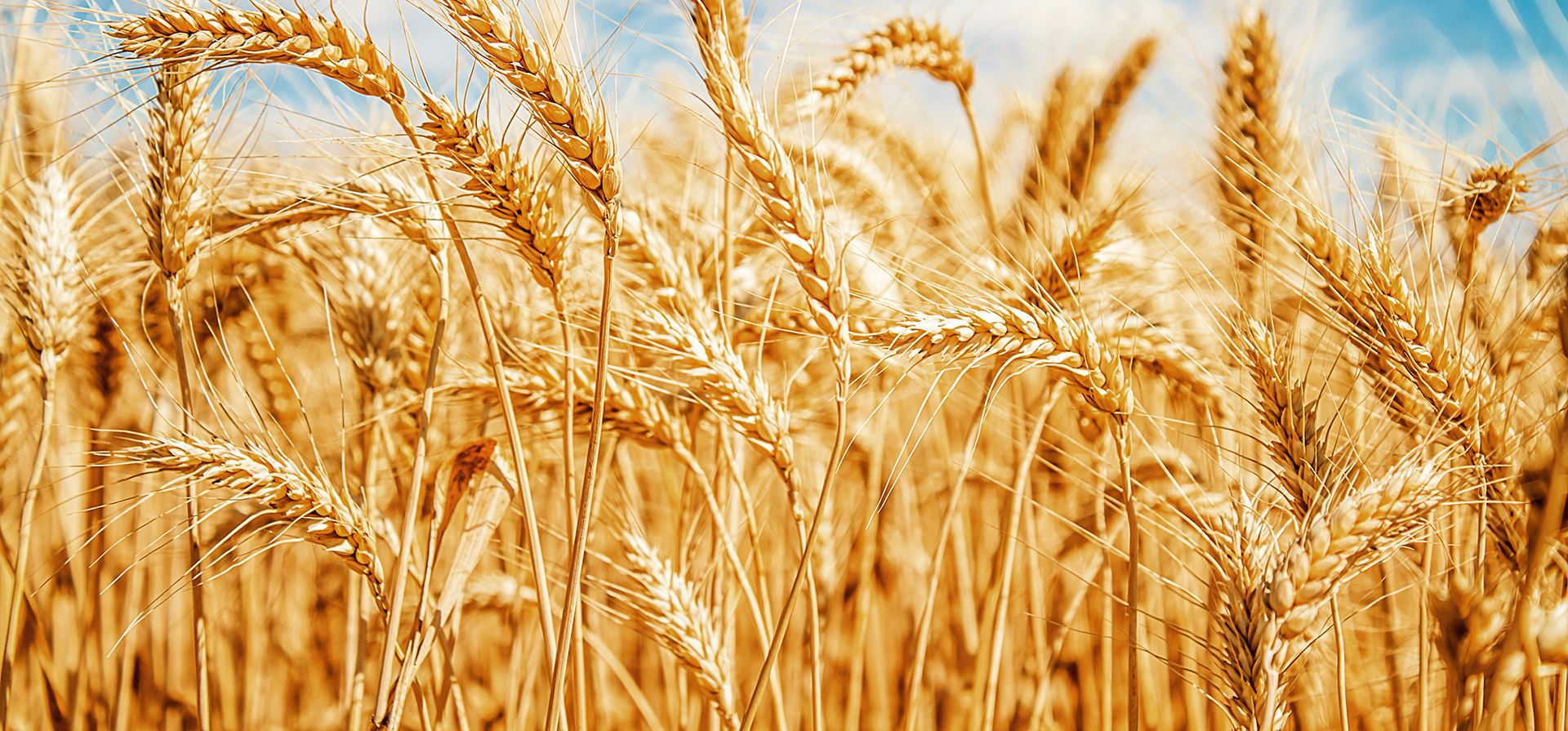 Табличка на поле с пшеницей сорт репродукция - фото