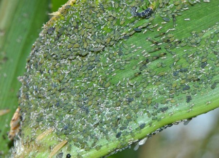 Pulgón del cogollo (Rhopalosiphum maidis) - Infestación  /  Créditos: National Bureau of Agricultural Insect Resources, India.