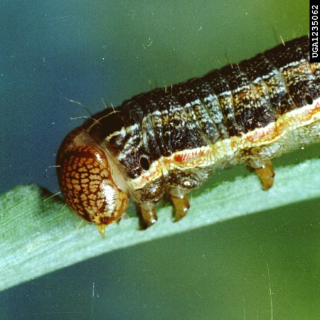 Gusano cogollero (Spodoptera frugiperda) - Detalle de larva  /  Créditos: Clemson University - USDA Cooperative Extension Slide Series, Bugwood.org