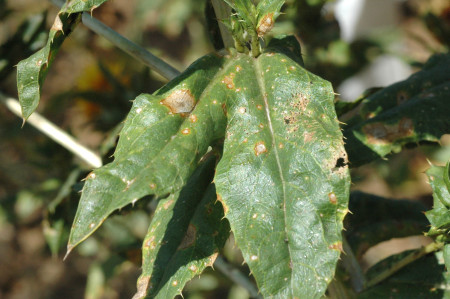 Tizón del follaje (<em>Alternaria carthami</em>) - Hojas de cártamo con signos de la enfermedad
