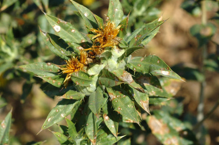 Tizón del follaje (<em>Alternaria carthami</em>) - Planta de cártamo con signos de la enfermedad