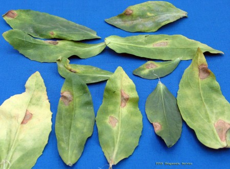 Falsa cenicilla (Ramularia carthami) - PPIS Plant Protection Diagnostic Service, Israel