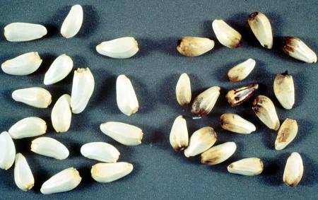 Tizón del follaje (<em>Alternaria carthami</em>) - Semillas sanas (izquierda) y semillas de cártamo con signos de la enfermedad (derecha)