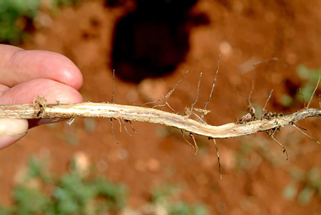 Rabia del garbanzo (Fusarium oxysporum F.sp. ciceri, Rhizoctonia solani, Macrophomina phaseolina, Sclerotium rolfsii) - Disección de raíz mostrando decoloración interna causada por la enfermedad