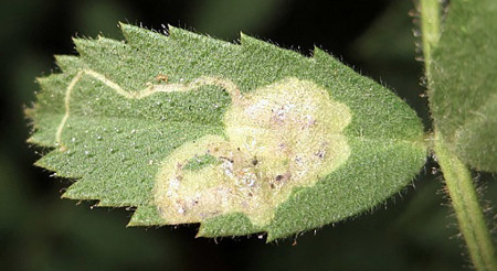 Liriomyza sp - Hoja de garbanzo