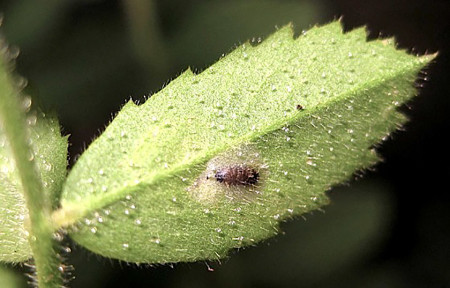 Minador de la hoja (<em>Liriomyza sp</em>) - Pupa adherida al envés de hoja de garbanzo