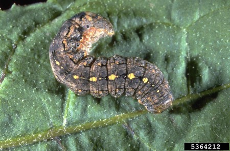 Larva de gusano trozador Peridroma saucia - Frank Peairs, Colorado State University, Bugwood.org