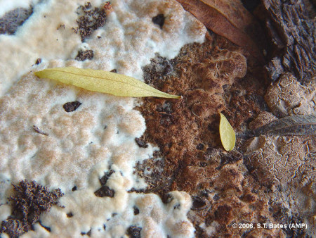 Pudrición texana (<em>Phymatotrichopsis omnivora (=Phymatotrichum omnivorum)</em>) - Formaciones costrosas de color blanco o café en el suelo, característicos de la enfermedad