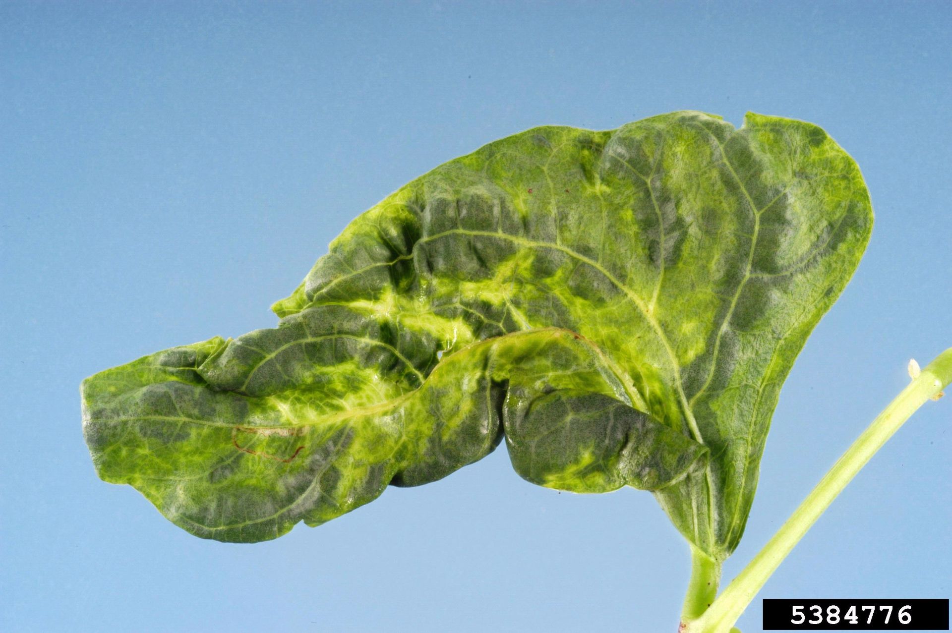 Mosaico común en frijol – Panorama AGROPECUARIO