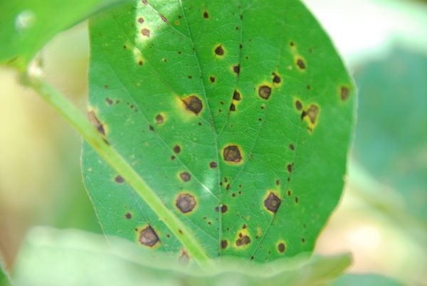 Pudrición de vainas o mancha anillada (Corynespora cassiicola) - Síntomas en hoja de soya