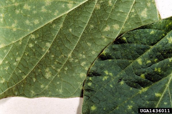 Síntomas de mildiú en has y envés de hojas.