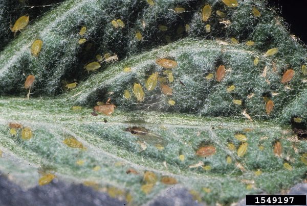 Pulgón (Myzus persicae) - Infestación  /  Créditos: Jim Baker, North Carolina State University, Bugwood.org