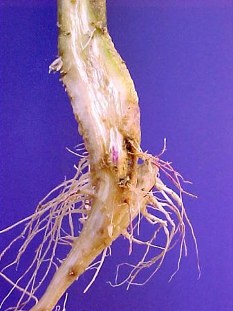 Secadera en tomatillo (<em>Fusarium spp, Rhizoctonia solani, Pythium sp, Macrophomina phaseolina, Sclerotium rolfsii</em>) - Planta de tomatillo con necrosis en el cuello y raíces