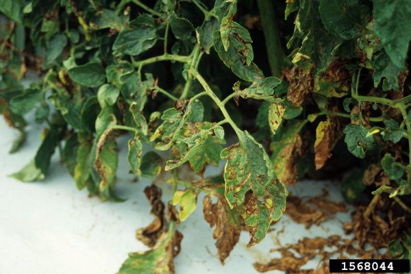 Mancha bacteriana en tomate (Xanthomonas vesicatoria) - Daño en planta  /  Créditos: Edward Sikora, Auburn University, Bugwood.org