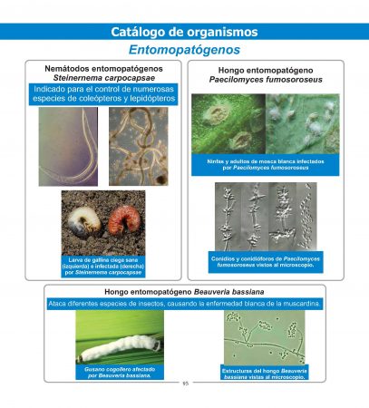 Agenda 2019 – Catálogo de Entomopatógenos