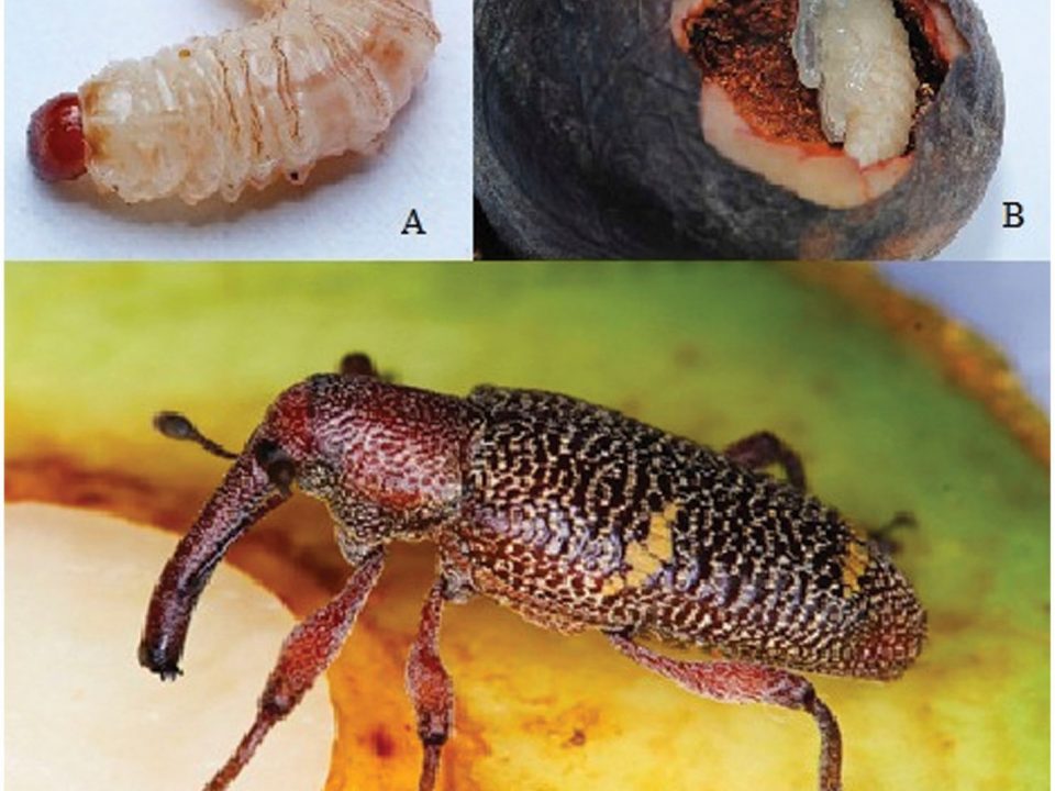 Larva (A), hueso perforado (B) y adulto (C) de barrenador grande del hueso