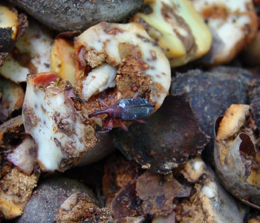 Barrenador grande del hueso (Heilipus lauri) - Larva y adulto de barrenador grande del hueso