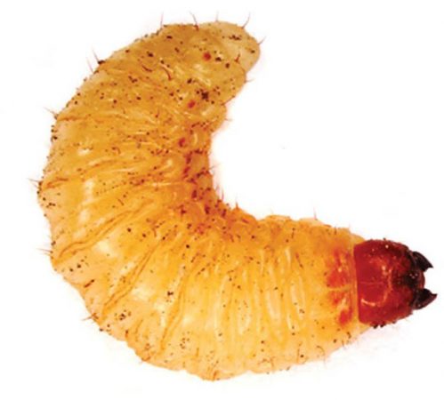 Barrenador pequeño del hueso (<em>Conotrachelus perseae</em>) - Larva de barrenador pequeño del hueso